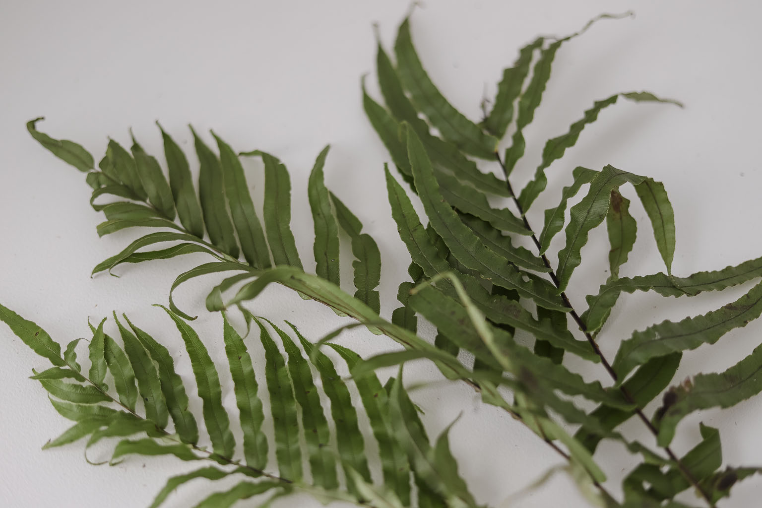 The Style Aesthetic | Foraging for Foliage | New Zealand Lifestyle Blog