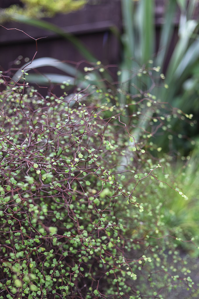 The Style Aesthetic | Foraging for Foliage | New Zealand Lifestyle Blog