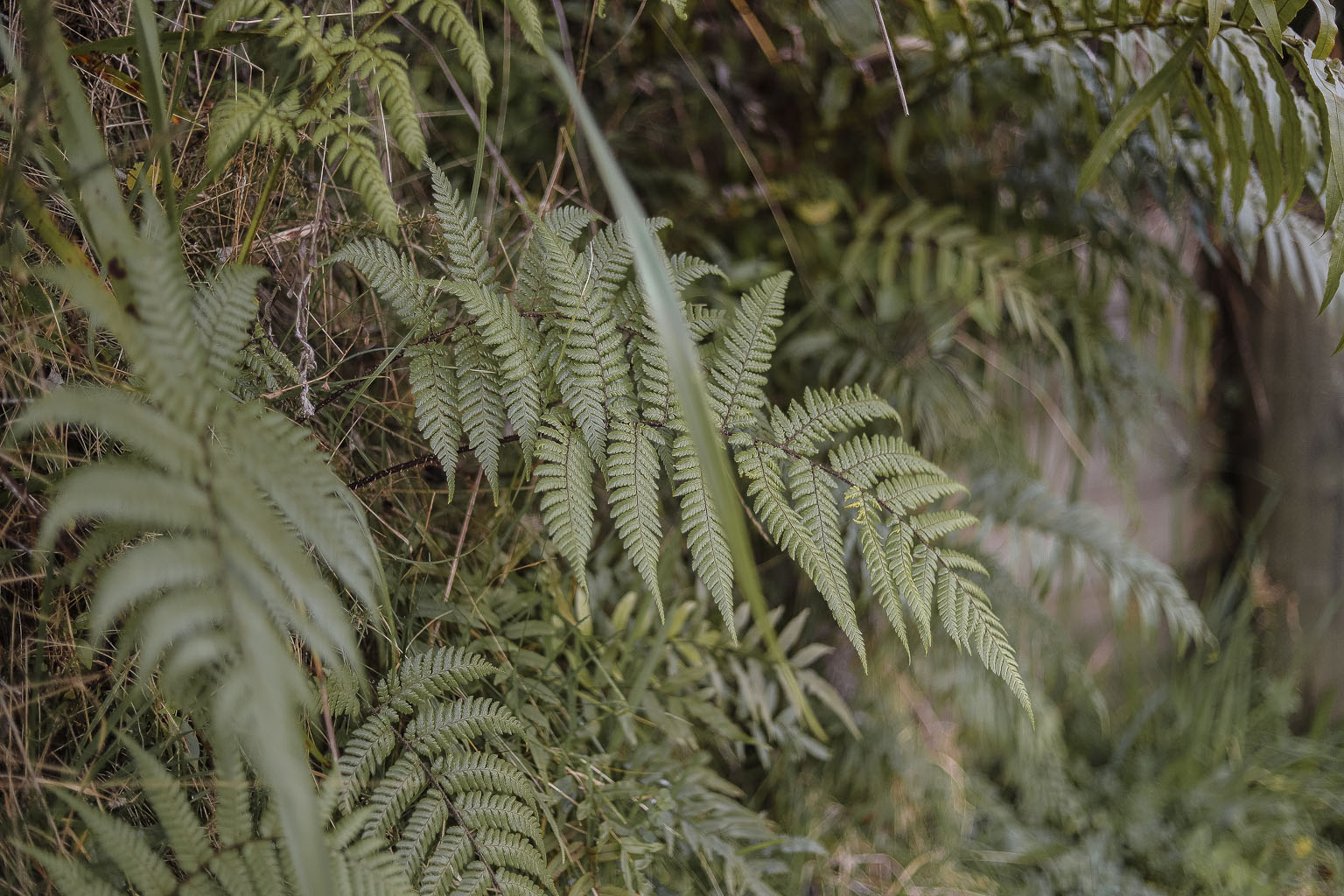 The Style Aesthetic | Foraging for Foliage | New Zealand Lifestyle Blog