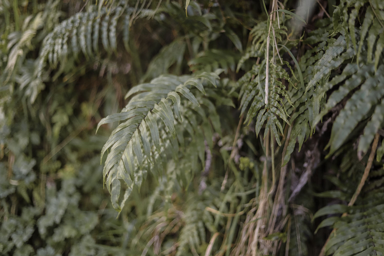 The Style Aesthetic | Foraging for Foliage | New Zealand Lifestyle Blog