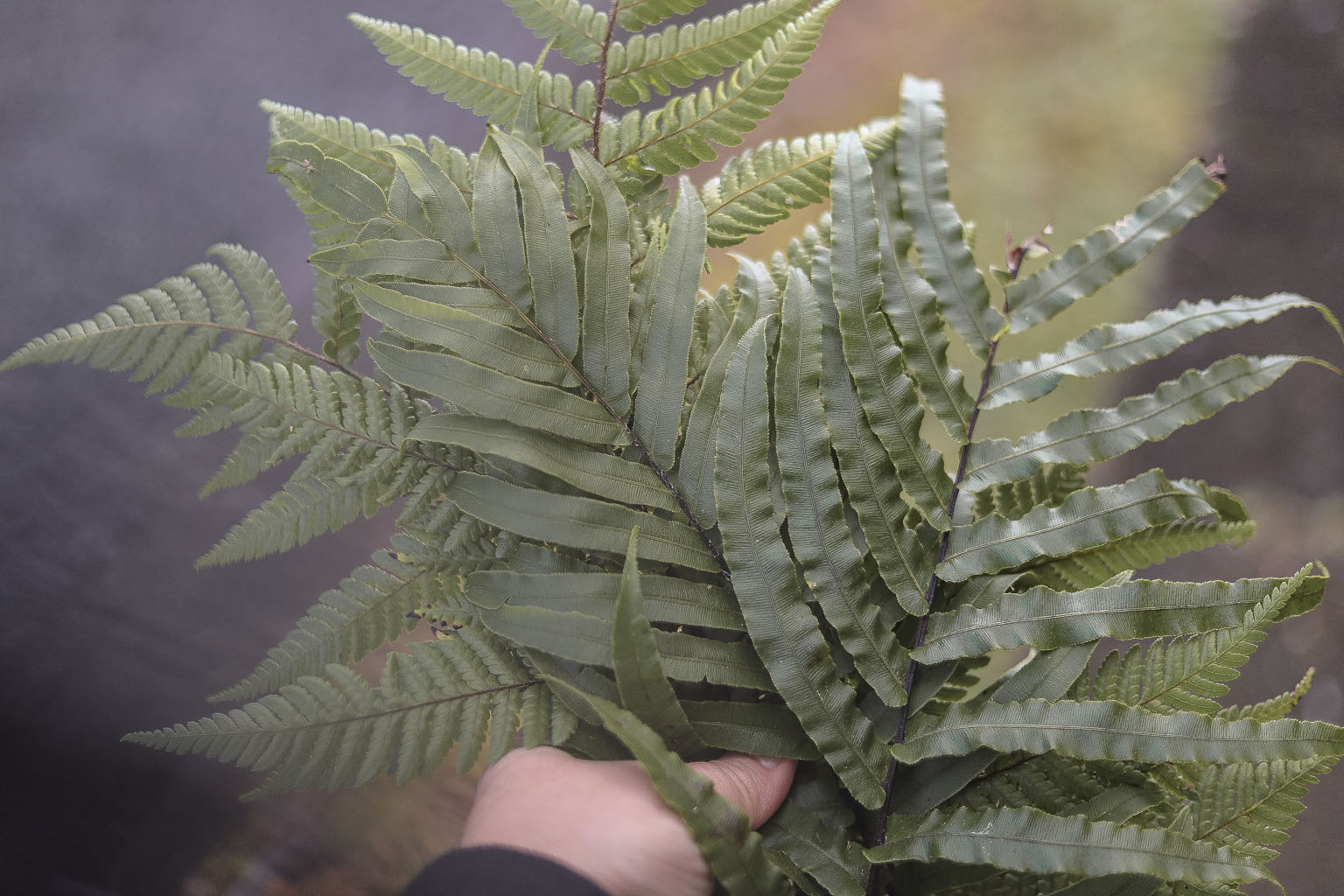 The Style Aesthetic | Foraging for Foliage | New Zealand Lifestyle Blog