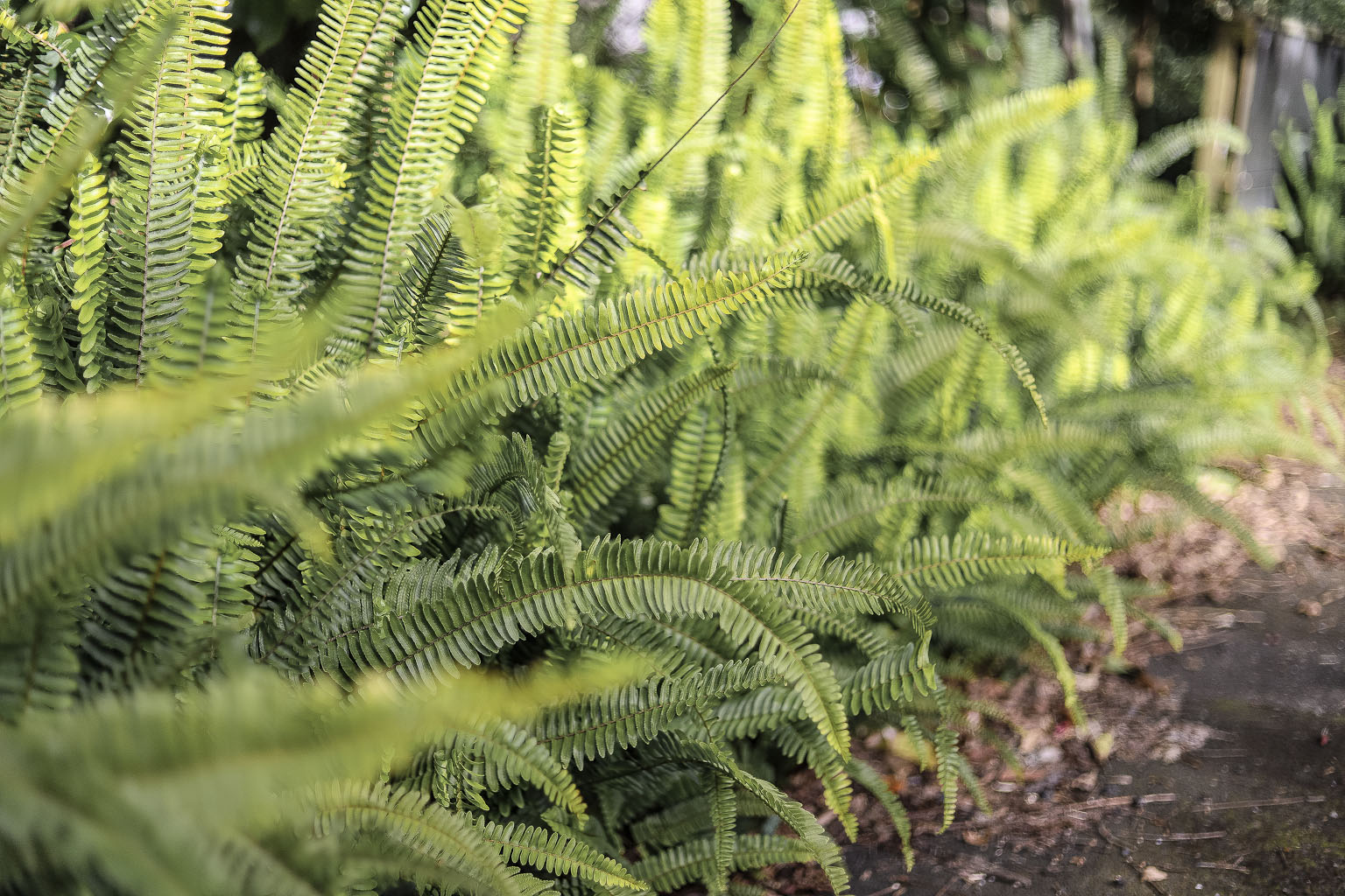 The Style Aesthetic | Foraging for Foliage | New Zealand Lifestyle Blog