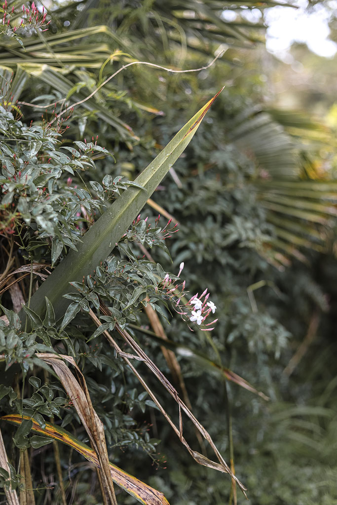 The Style Aesthetic | Foraging for Foliage | New Zealand Lifestyle Blog