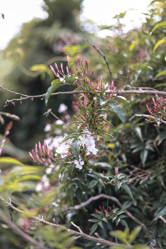 The Style Aesthetic | Foraging for Foliage | New Zealand Lifestyle Blog