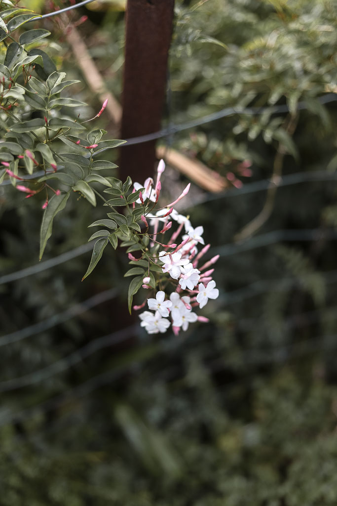 The Style Aesthetic | Foraging for Foliage | New Zealand Lifestyle Blog